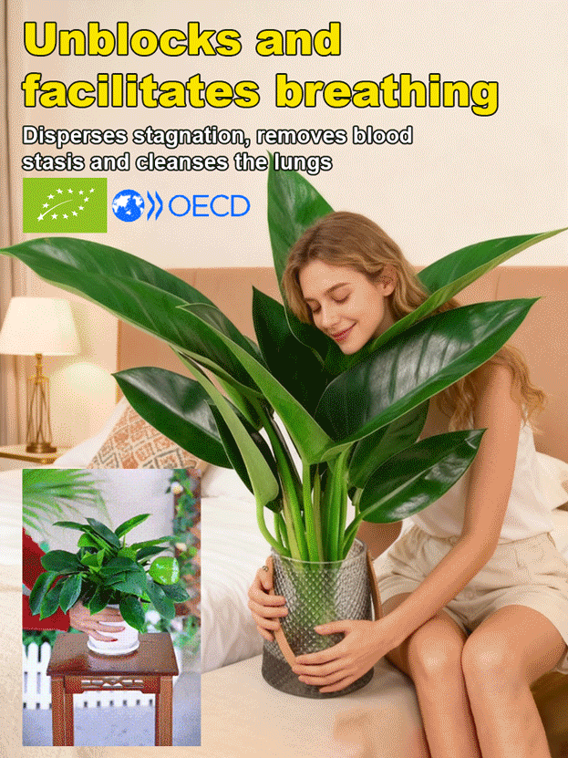 Złoty diament rośliny zielone【Król uzdrawiania płuc】