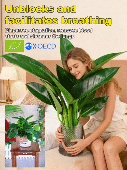 Złoty diament rośliny zielone【Król uzdrawiania płuc】