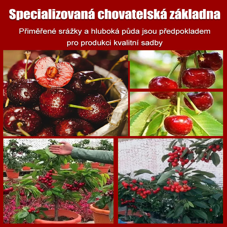 Špičková kvalita z dovozu, které můžete věřit.