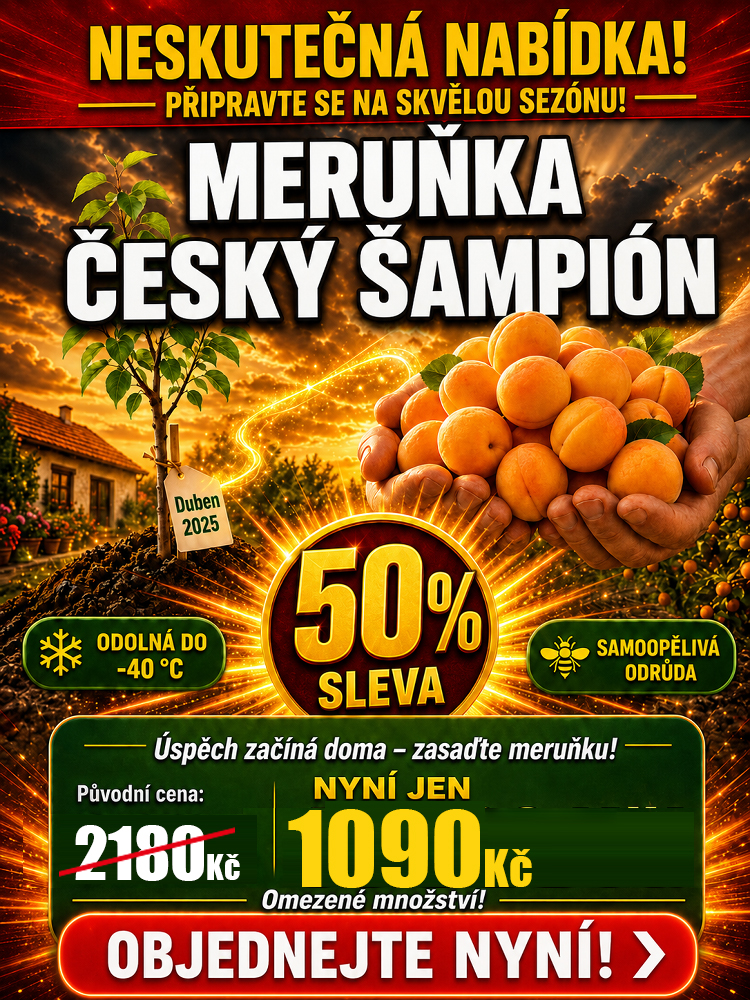 🍑 [Plodí letos] Český šampion: Medová meruňka | Sklizeň za 90 dní | Odolná do -40 °C