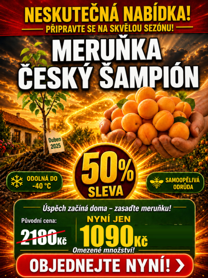 🍑 [Plodí letos] Český šampion: Medová meruňka | Sklizeň za 90 dní | Odolná do -40 °C
