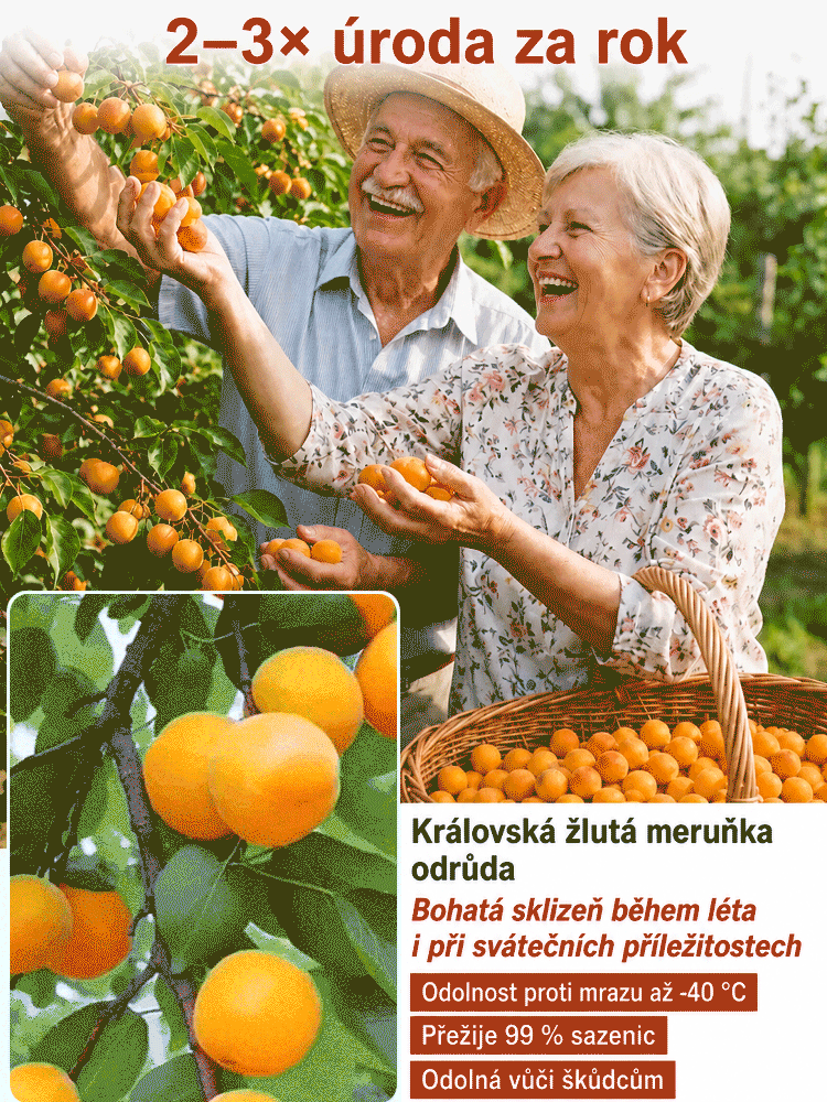 🍑 [Plodí letos] Český šampion: Medová meruňka | Sklizeň za 90 dní | Odolná do -40 °C