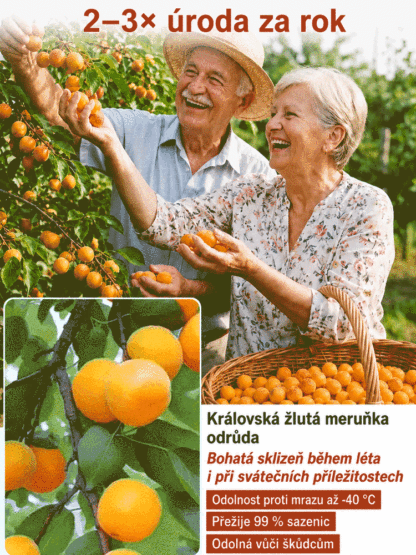 🍑 [Plodí letos] Český šampion: Medová meruňka | Sklizeň za 90 dní | Odolná do -40 °C