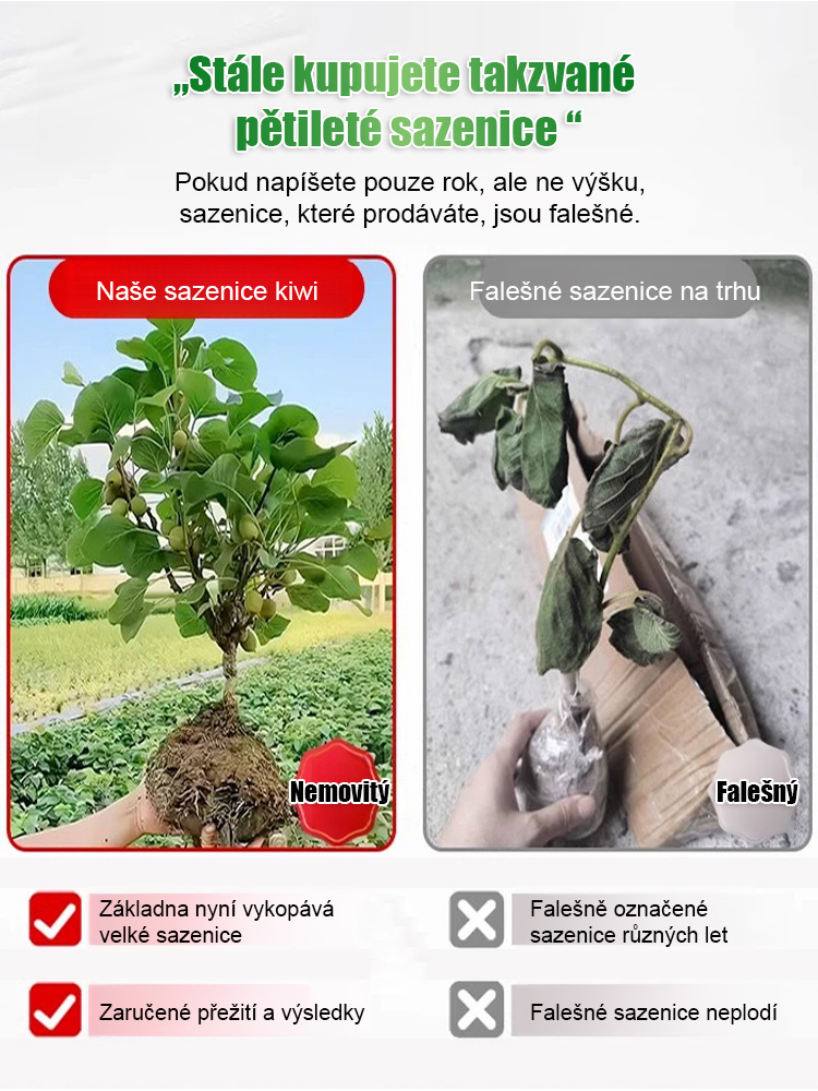 【Zvýšení mužské síly】Novozélandské organické sazenice kiwi