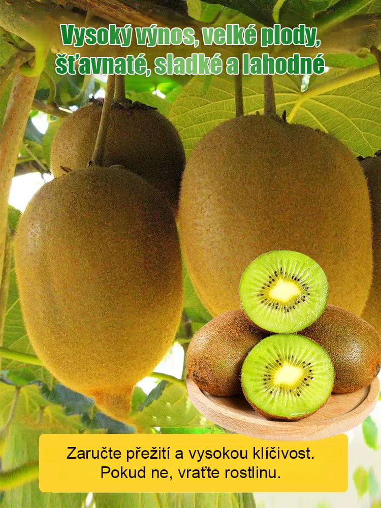 【Zvýšení mužské síly】Novozélandské organické sazenice kiwi