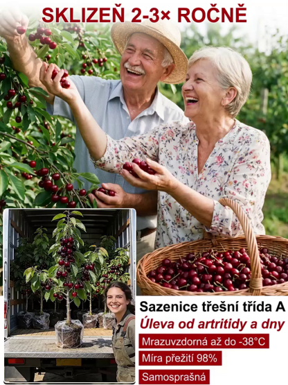 🏆 LÍDR NA TRHU | Sazenice třešně Regina bez pecek (30g plody) | 30% cukru | Letos zasadíte, letos sklidíte!