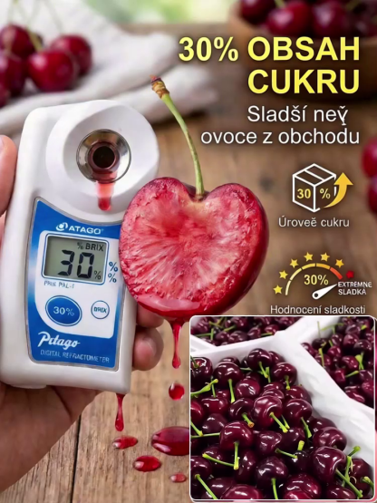 🏆 LÍDR NA TRHU | Sazenice třešně Regina bez pecek (30g plody) | 30% cukru | Letos zasadíte, letos sklidíte!