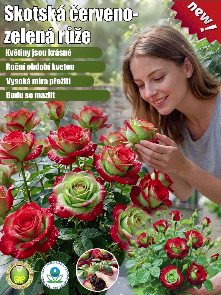 🔥Výprodej až -80 %: Vzácná skotská červeno-zelená růže (Přežije -25°C | 5★ vůně)