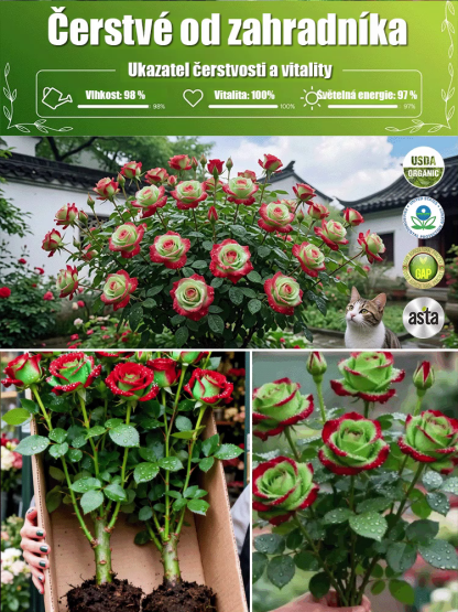 🔥Výprodej až -80 %: Vzácná skotská červeno-zelená růže (Přežije -25°C | 5★ vůně)