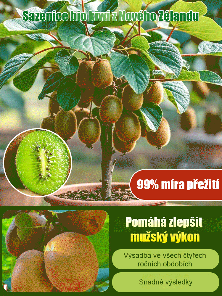 【Zvýšení mužské síly】Novozélandské organické sazenice kiwi