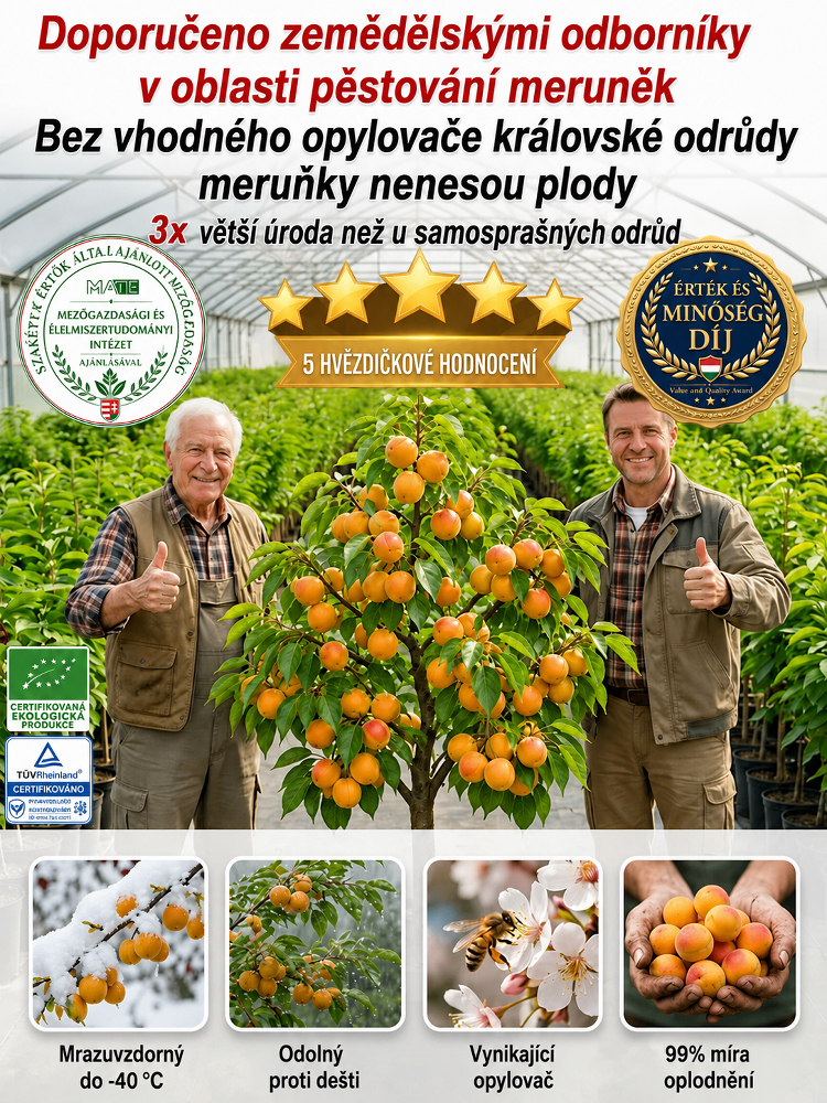 🍑 [Plodí letos] Český šampion: Medová meruňka | Sklizeň za 90 dní | Odolná do -40 °C