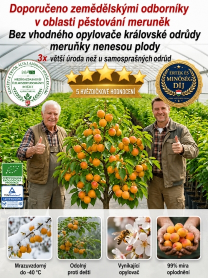 🍑 [Plodí letos] Český šampion: Medová meruňka | Sklizeň za 90 dní | Odolná do -40 °C