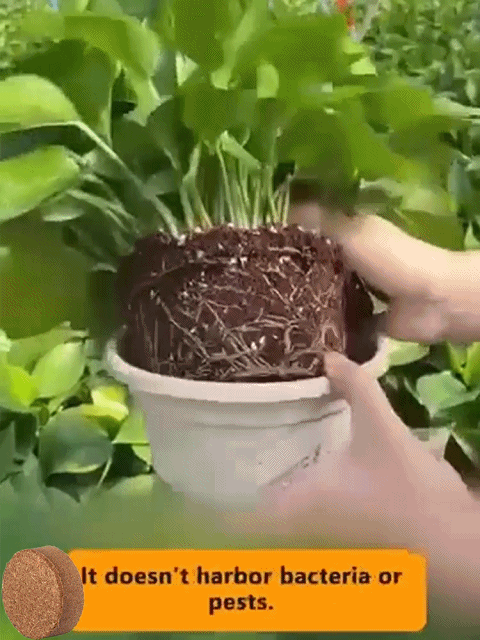 【Deset let bez hnojiv】Zahradnická kokosová slupka jako živná půda