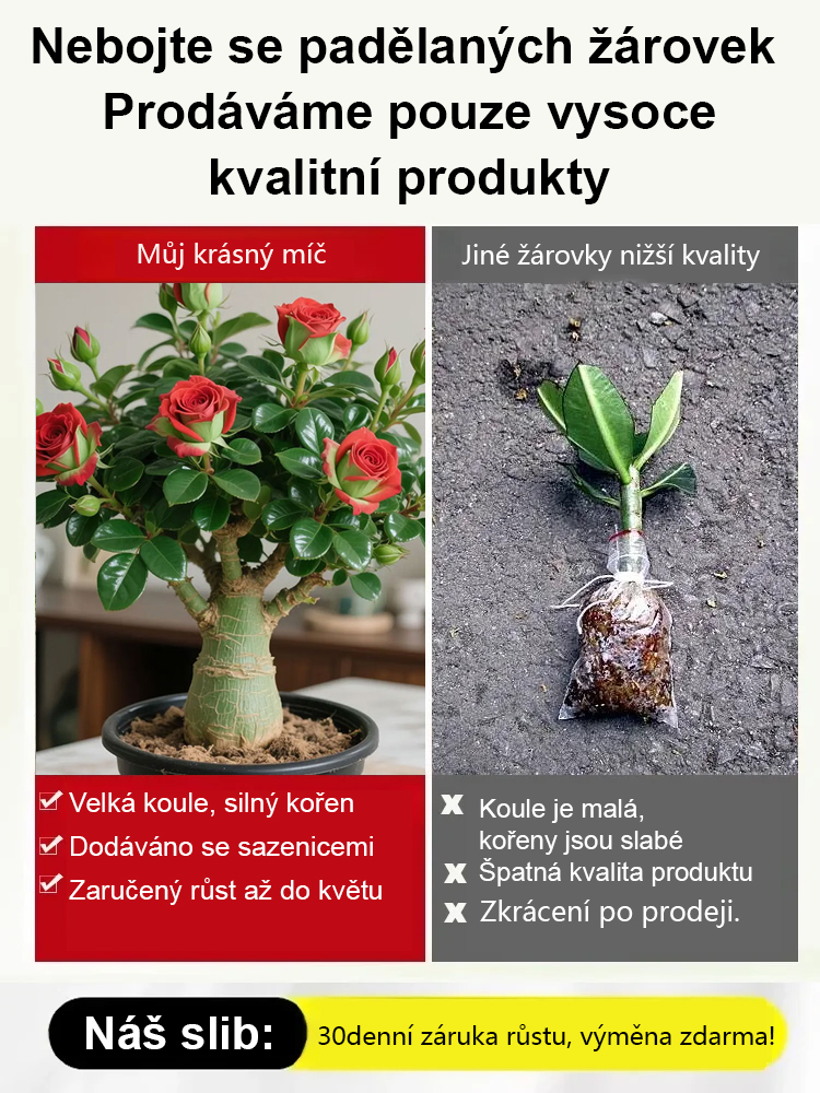 ✅ 【Akce -50 %】Pouštní růže pro štěstí – Zcela nenáročná, přežití >95 %, žije až 100 let!