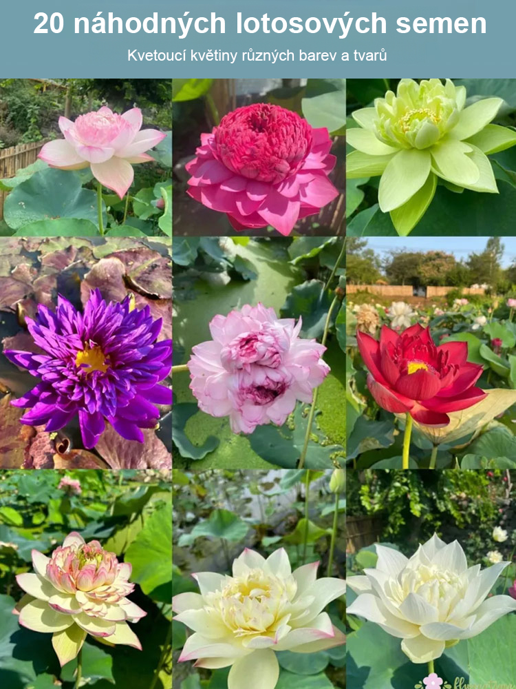 🌸🌸🌸【Překládka štěstí】 Okrasná hydroponická mísa lotos