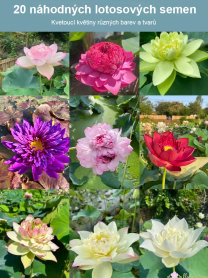 🌸🌸🌸【Překládka štěstí】 Okrasná hydroponická mísa lotos