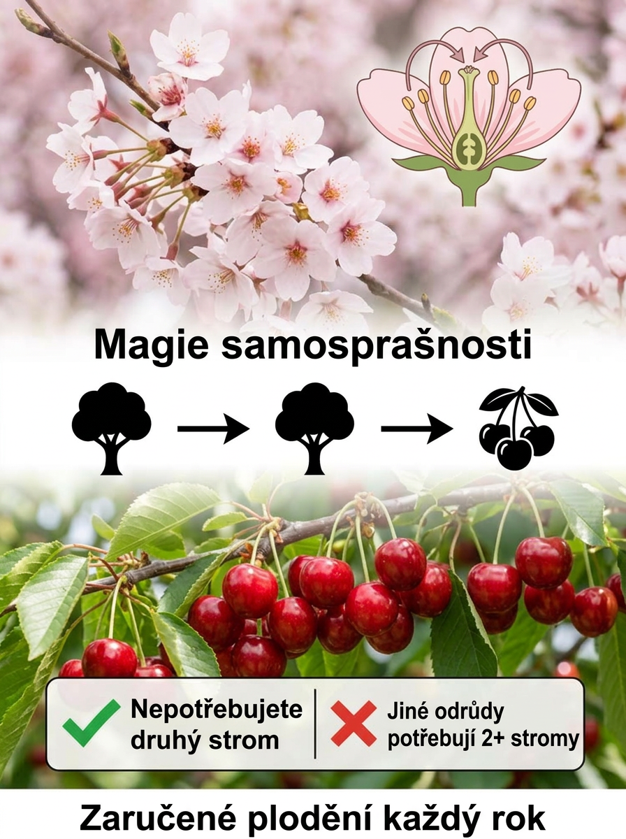 🏆 LÍDR NA TRHU | Sazenice třešně Regina bez pecek (30g plody) | 30% cukru | Letos zasadíte, letos sklidíte!