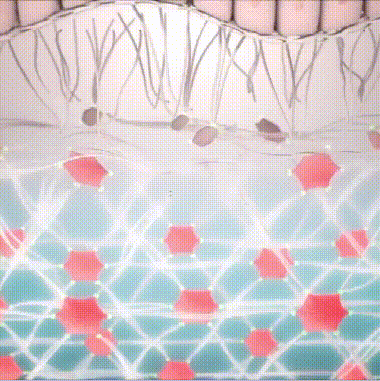 Bee Venom Facial Firming Essence Stick Made and Shipped from USA 34 2a5183a9b28446398c2f973d3e46e2f7