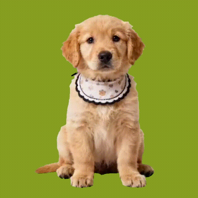 Personalized Pet Holograms House Lumina Boxes, Holographic Memorial Ornament, Cherish Your Pet’s Memory in Projection