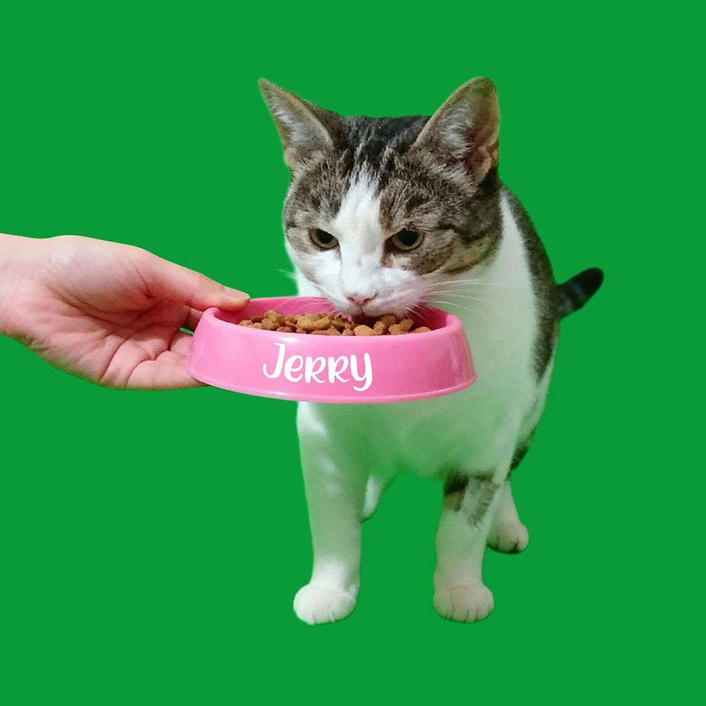 3D Pet Holo House Lumina Boxes Custom Pet Memorial Display Crystal-Clear Hologram Image - CustWitUK