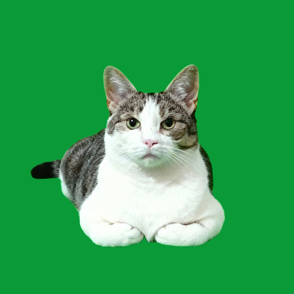 3D Pet Holo House Lumina Boxes Custom Pet Memorial Display Crystal-Clear Hologram Image - CustWitUK