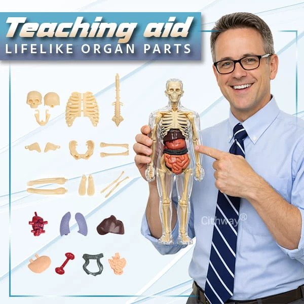 🔥🔥Black Friday Special DEAL!!!🔥🔥Detachable Clear-View Human Anatomy