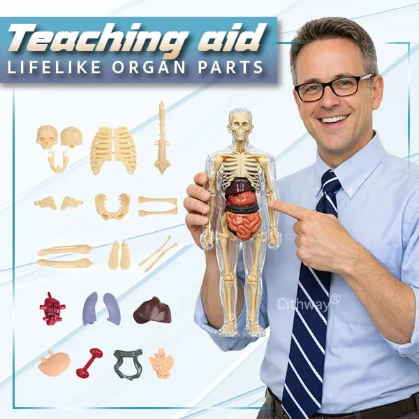 🔥🔥Black Friday Special DEAL!!!🔥🔥Detachable Clear-View Human Anatomy