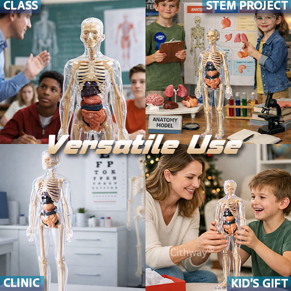 🔥🔥Black Friday Special DEAL!!!🔥🔥Detachable Clear-View Human Anatomy