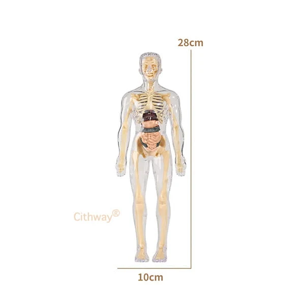 🔥🔥Black Friday Special DEAL!!!🔥🔥Detachable Clear-View Human Anatomy