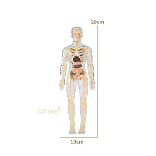 🔥🔥Black Friday Special DEAL!!!🔥🔥Detachable Clear-View Human Anatomy