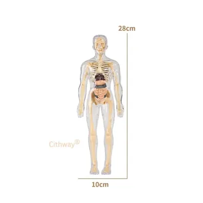 🔥🔥Black Friday Special DEAL!!!🔥🔥Detachable Clear-View Human Anatomy