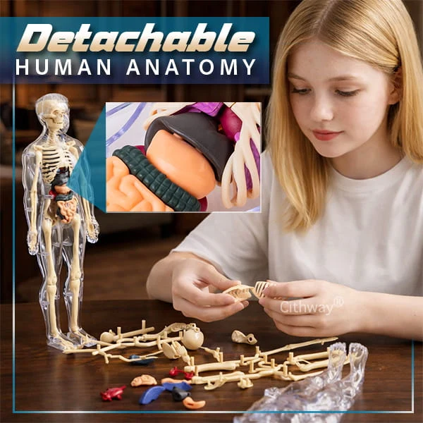 🔥🔥Black Friday Special DEAL!!!🔥🔥Detachable Clear-View Human Anatomy