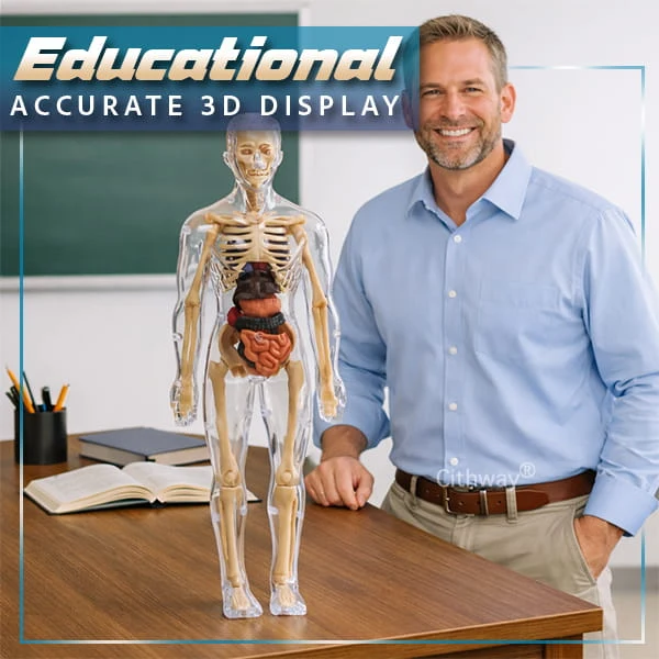 🔥🔥Black Friday Special DEAL!!!🔥🔥Detachable Clear-View Human Anatomy