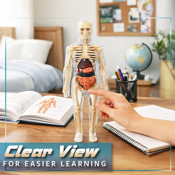🔥🔥Black Friday Special DEAL!!!🔥🔥Detachable Clear-View Human Anatomy