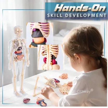 🔥🔥Black Friday Special DEAL!!!🔥🔥Detachable Clear-View Human Anatomy