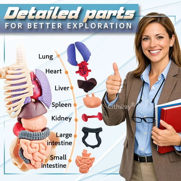 🔥🔥Black Friday Special DEAL!!!🔥🔥Detachable Clear-View Human Anatomy