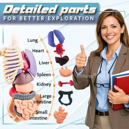 🔥🔥Black Friday Special DEAL!!!🔥🔥Detachable Clear-View Human Anatomy