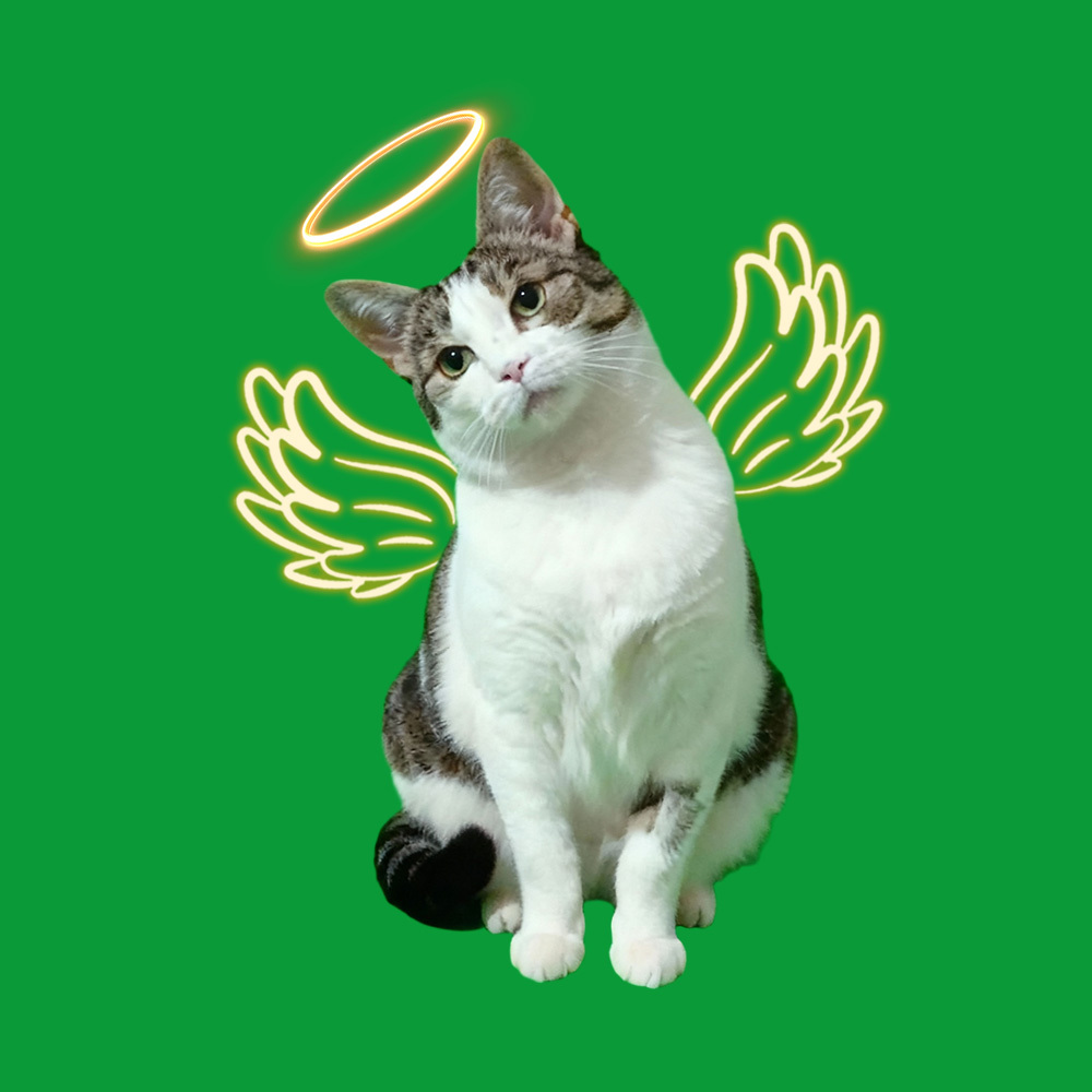 Casa Holográfica Para Mascotas En 3d, Lumina Boxes, Expositor Conmemorativo Personalizado Para Mascotas, Imagen Holográfica Cristalina - CustWitES