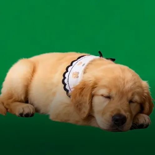 Casa Holográfica Para Mascotas En 3d, Lumina Boxes, Expositor Conmemorativo Personalizado Para Mascotas, Imagen Holográfica Cristalina - CustWitES