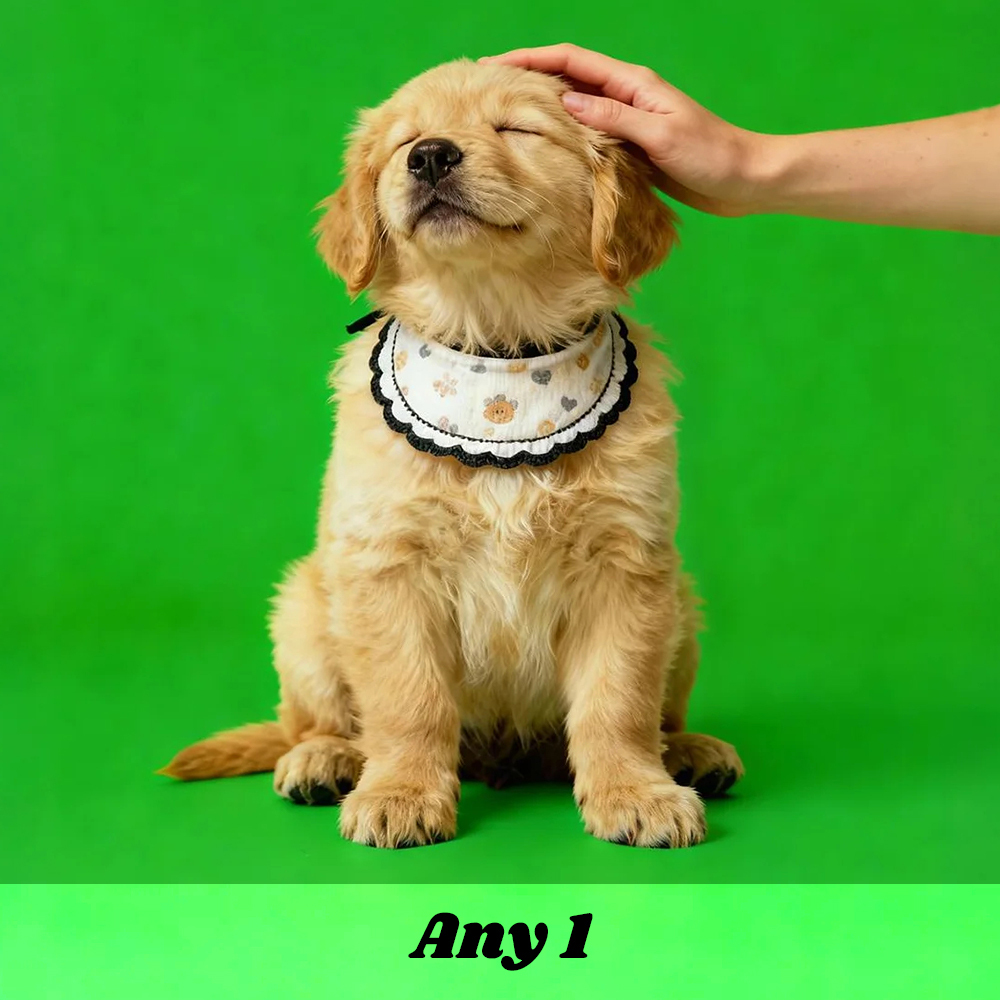 Holographic Digital Sences For Pet Holographic Digital House(Only Digital Sences Video by E-mail; Pet House Need to be purchased separately)