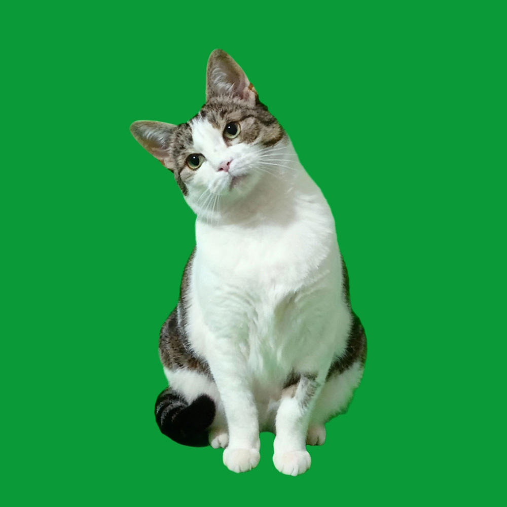 Head Shaking Scenes - Cats