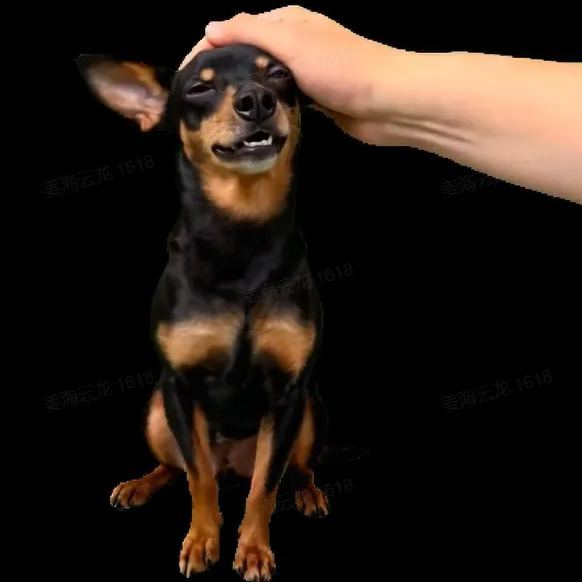 Caixas Lumina 3d Para Homenagem Personalizada A Animais De Estimação Com Imagem Holográfica Cristalina - CustWitPT