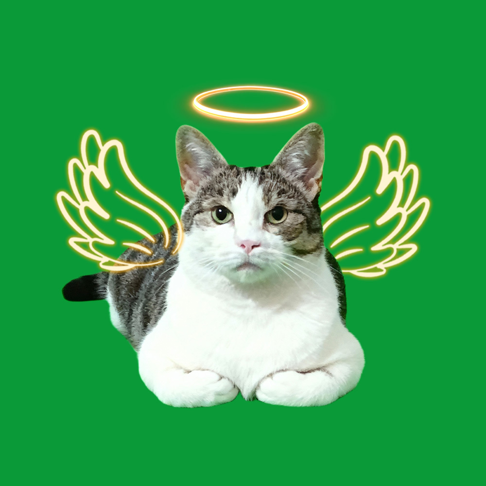 Halo Wings Loafing Scenes