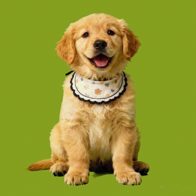 Sensations Numériques Holographiques Pour Animaux De Compagnie, Maison Numérique Holographique (sensations Numériques Uniquement ; Maison Pour Animaux Non Incluse)