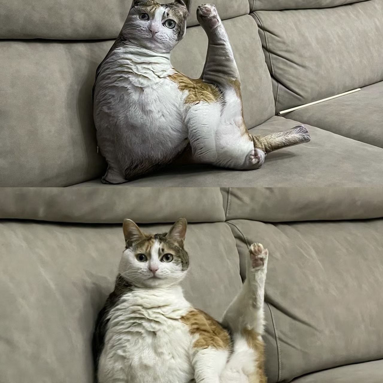 Oreiller Personnalisé Avec Photo D'animal 3d, Portrait D'animal De Compagnie, Oreiller Laid Pour Animal De Compagnie, Chat De Yoga