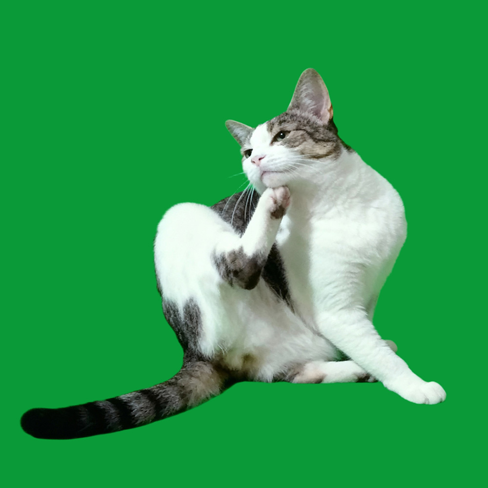 Maison Holographique 3d Pour Animaux De Compagnie, Boîtes Lumina, Présentoir Commémoratif Personnalisé Pour Animaux De Compagnie, Image Hologramme D'une Clarté Cristalline - CustWitFR