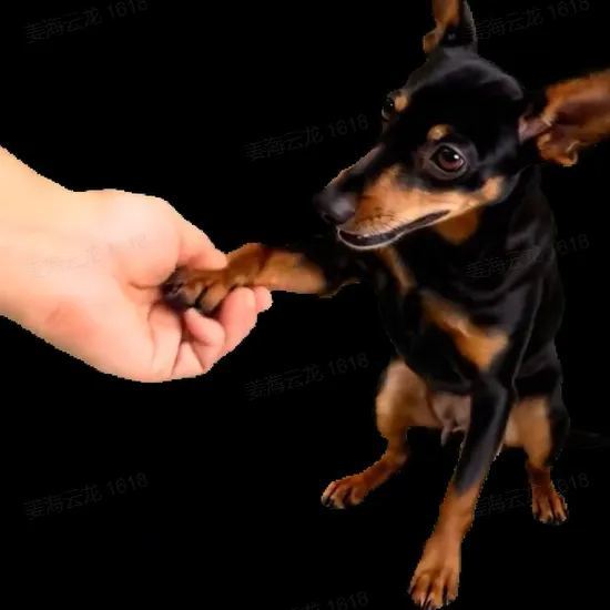 Maison Holographique 3d Pour Animaux De Compagnie, Boîtes Lumina, Présentoir Commémoratif Personnalisé Pour Animaux De Compagnie, Image Hologramme D'une Clarté Cristalline - CustWitFR