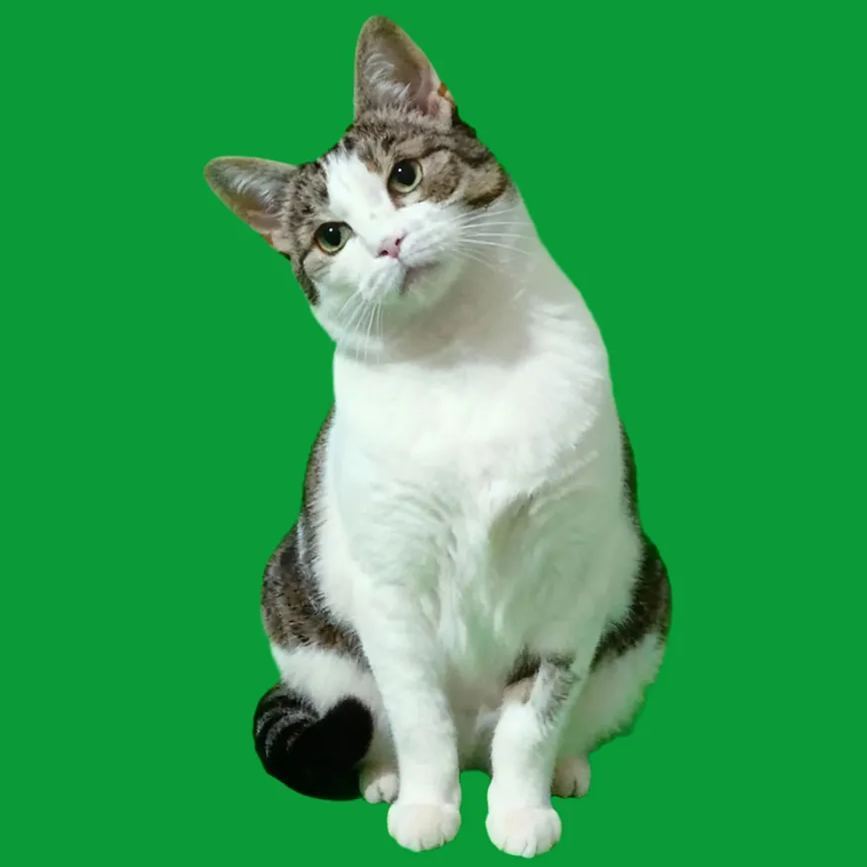 Maison Holographique 3d Pour Animaux De Compagnie, Boîtes Lumina, Présentoir Commémoratif Personnalisé Pour Animaux De Compagnie, Image Hologramme D'une Clarté Cristalline - CustWitFR