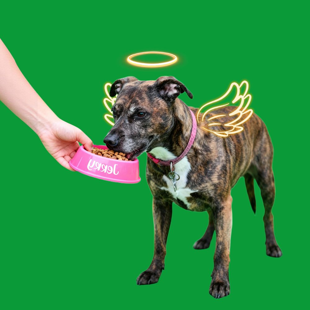 Halo Wings Feeding Sences(40s/60s included)