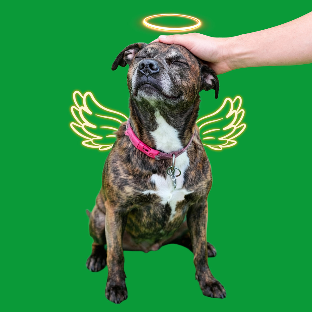 Halo Wings Petting Sences(40s/60s included)
